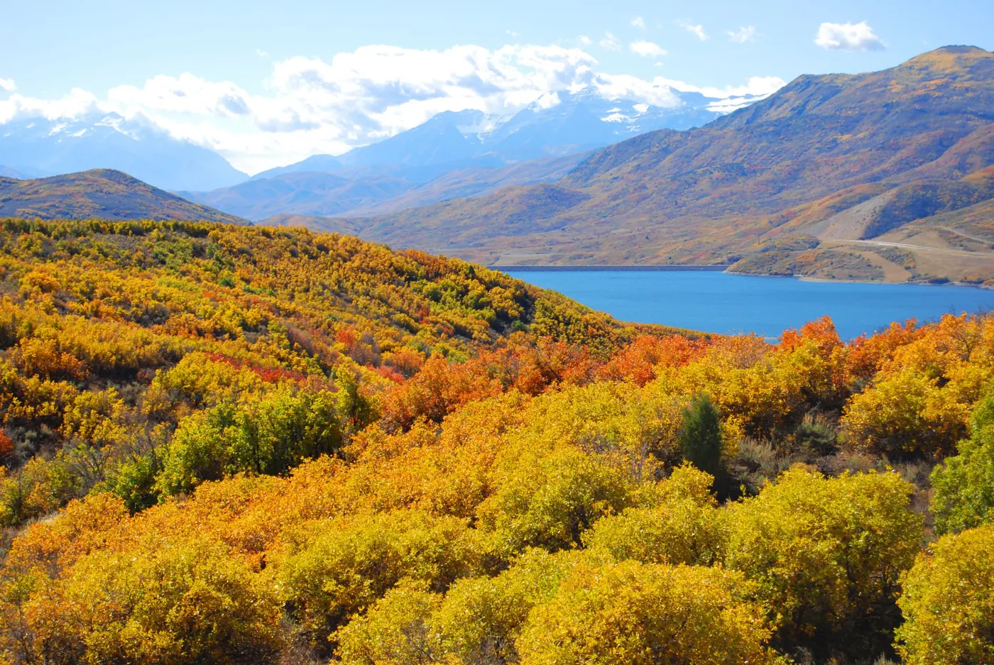 Autumn scrub oak above Jordanelle Reservoir